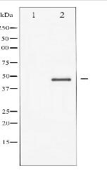 GSK3 beta Antibody