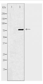 PLK2 Antibody