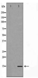 LHB Antibody