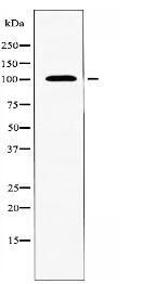 RHG17 Antibody