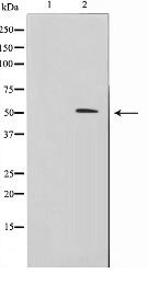 IRX2 Antibody