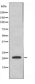 MRPL18 Antibody