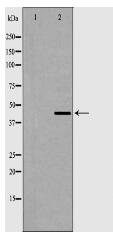 AurA Antibody