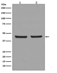 PHD1/prolyl hydroxylase Antibody