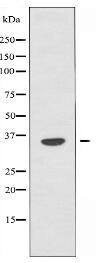 OR52N4 Antibody