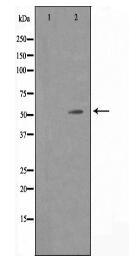 RAB11FIP2 Antibody