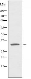 TACD1 Antibody