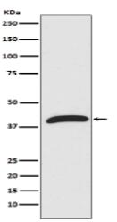 ERK1 Antibody