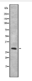 Cytochrome c Oxidase 3 Antibody