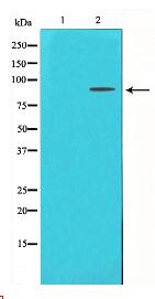 FGFR3 Antibody