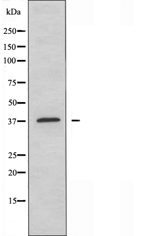 MPRG Antibody