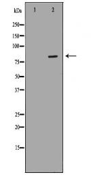 IKBKB Antibody