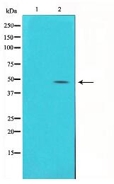 Connexin 43 Antibody