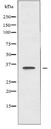 PTGR1 Antibody