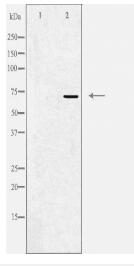 KCND1 Antibody