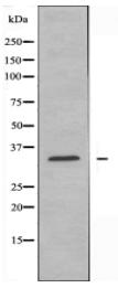 NEGR1 Antibody