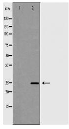 PDCD10 Antibody