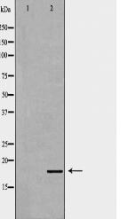 ID2 Antibody