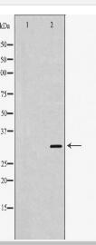 PPA1 Antibody