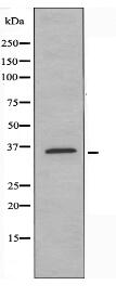 OR5A1 Antibody