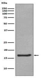 Alpha Synuclein Antibody