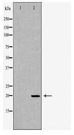IL1RN Antibody