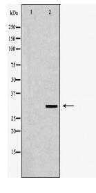 POLR2C Antibody