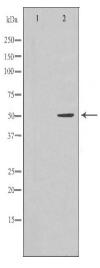 RUVBL2 Antibody