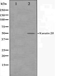 Keratin 20 Antibody