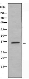 OR6S1 Antibody