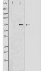 MASP2 Antibody