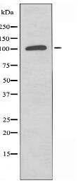 RANBP6 Antibody