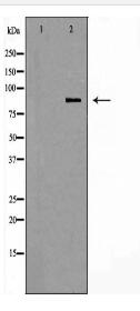 PIK3R1 Antibody