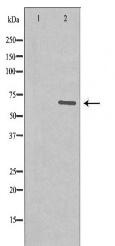 PXN Antibody