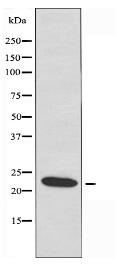 NMS Antibody