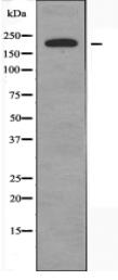 MYLK Antibody