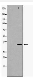 PPP4C Antibody