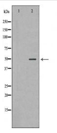 PLAU Antibody