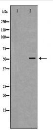 NR0B1 Antibody