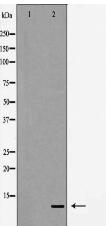 Interleukin 8 Antibody