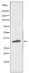 OR8D1 Antibody