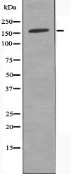 SLK Antibody