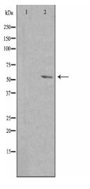 PVRL4 Antibody