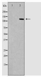 PDGFRA Antibody