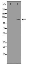 PIBF1 Antibody