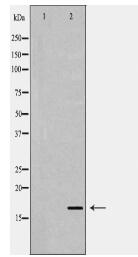 TGFA Antibody