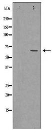 STXBP1 Antibody