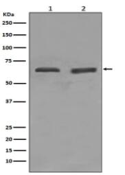 YY1 Antibody