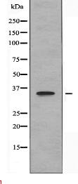 OR8I2 Antibody