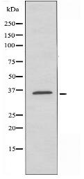 SLC15A1 Antibody